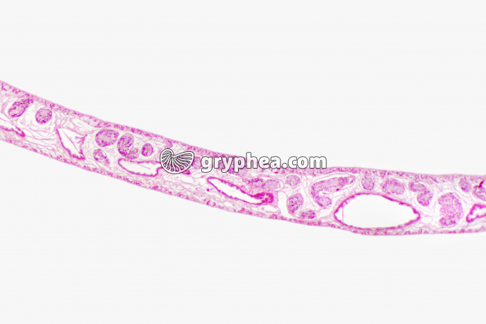 Douve du Foie CT x10 - gryphea.org